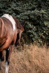 Close-up of a bay horse's hindquarters grazing in tall golden grass beside dense bushes in a rural meadow © PIC by Femke