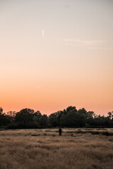 Naklejka premium Solitary person standing in a dry grass field at sunset with treeline silhouette and pastel orange sky