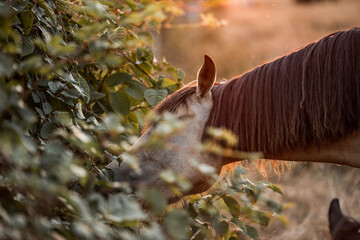 Close-up of a chestnut horse grazing among leafy shrubs at golden hour in a rural pasture with warm backlit mane © PIC by Femke