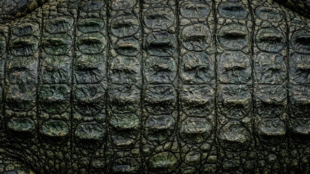 Close-up of the textured scales of a crocodile's skin, showing its rough and detailed pattern.