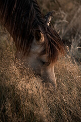 Close-up portrait of a brown horse grazing in tall dry grass at dusk, warm low light and textured mane © PIC by Femke