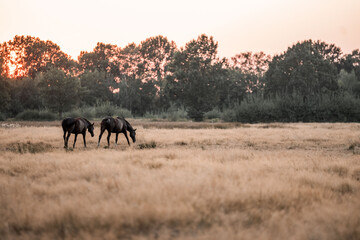 Naklejka premium Two horses grazing in a golden dry grass meadow at sunset with silhouetted trees and warm evening light