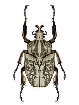 Vintage Goliath Beetle Scientific Illustration