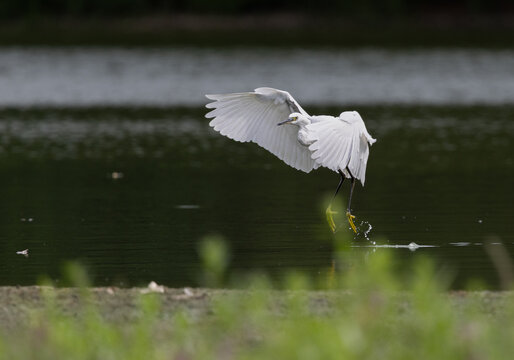Aigrette garzette