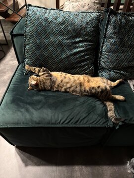 Tabby Cat Sleeping Comfortably on Green Sofa at Home