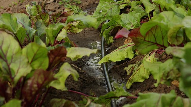 Drip Irrigation System Watering Green Beet Plants in Organic Garden Soil