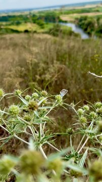 Close-up video of a small blue butterfly resting on a wild thistle plant in a field with a scenic river valley blurred in the background.
