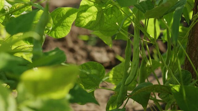 Fresh Green Beans Growing on Vine in Organic Garden Farm Agriculture