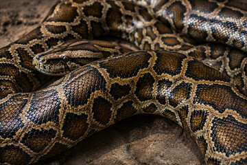 Fototapeta premium python coiled skin close up