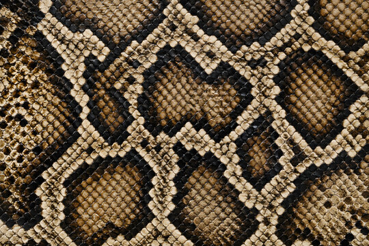 Python snake skin pattern