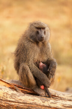 Baby baboon sucking from its mother in Masai Mara, Kenya