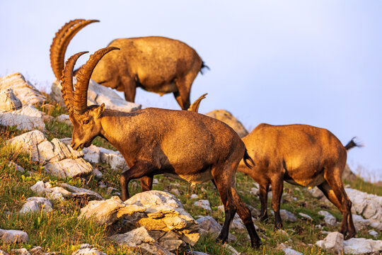 Alpensteinbock - Herde - Steinbock - Allg&auml;u - Oberstdorf
