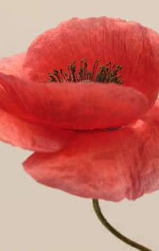 Close-up smoke selected soft focus Red poppies, Poppy Flowers bud, petals, pistil, stamen. Natural blur macro background.