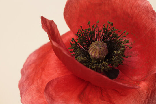 Close-up smoke selected soft focus Red poppies, Poppy Flowers bud, petals, pistil, stamen. Natural blur macro background.