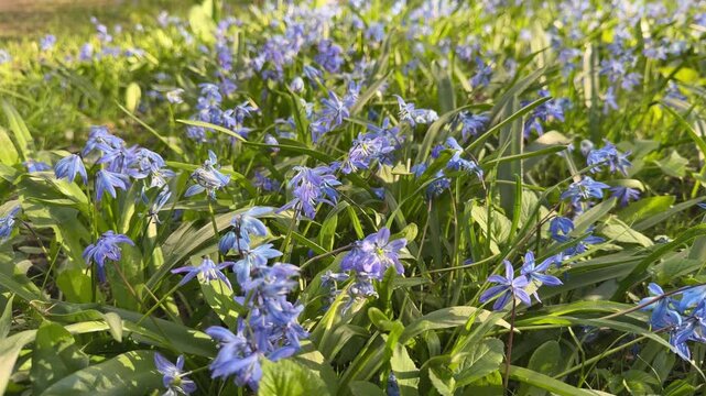 Close up shot of vibrant blue Siberian squill flowers blooming in green grass in a spring garden outdoors