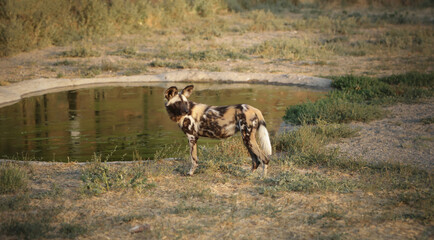 African wild dog with distinctive spotted coat © Dav_782