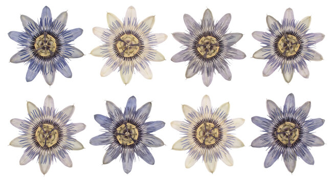 Set of beautiful passion flowers isolated on transparent background
