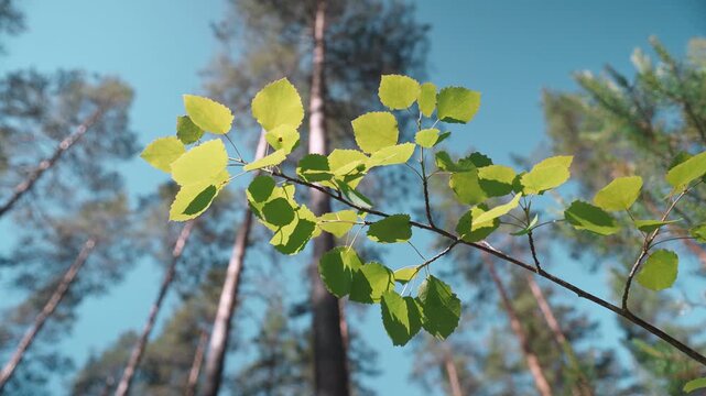 Aspen branch and leaves swaying in wind against sky