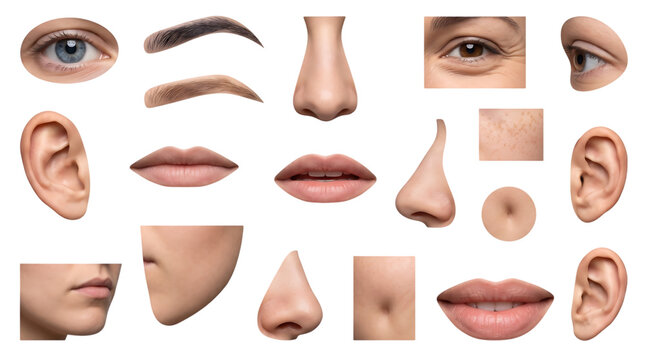Collection of various human body parts isolated on transparent background