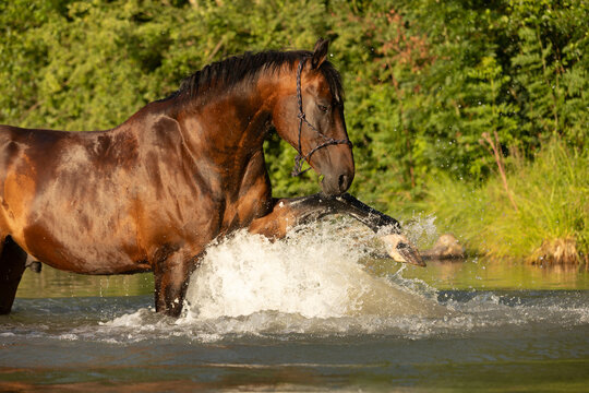 Brauner badet im See