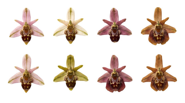 Collection of different colored ophrys apifera bee orchid flowers isolated on transparent background