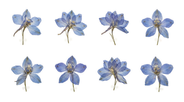 Set of beautiful pressed blue delphinium flowers isolated on transparent background
