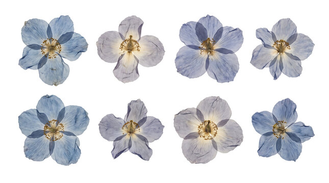 Set of beautiful pressed blue flowers isolated on transparent background