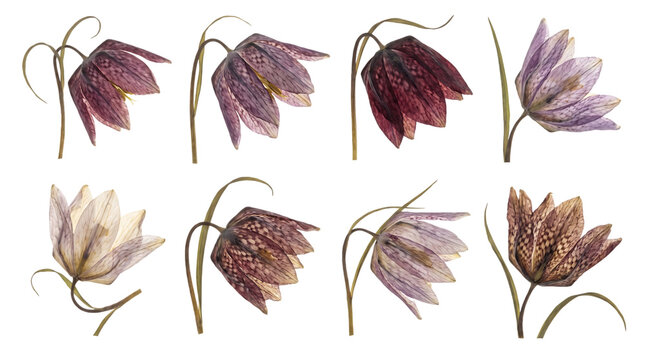 Set of snakes head fritillary flowers isolated on transparent background