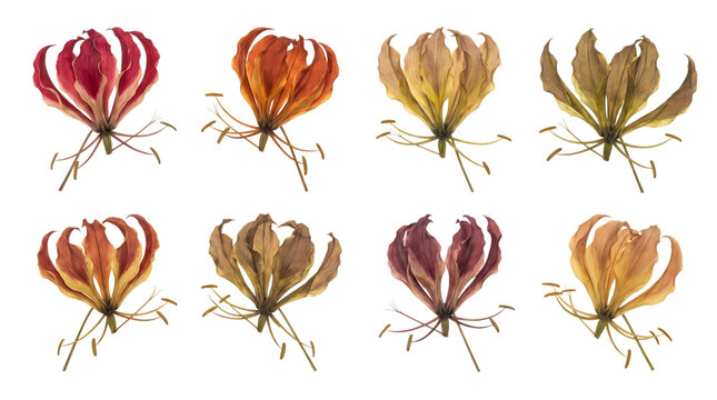 Set of eight dried gloriosa lily flowers isolated on transparent background