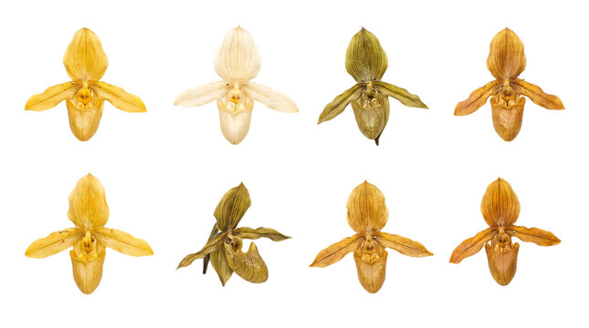 Various colorful ladys slipper orchid flowers isolated on transparent background