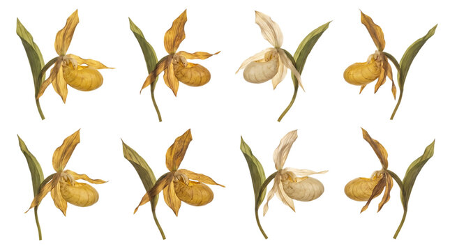 Set of yellow and white ladys slipper orchids isolated on transparent background