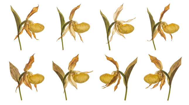 Set of yellow ladys slipper orchids isolated on transparent background