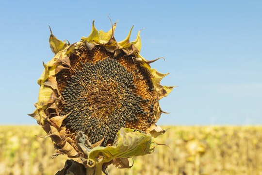 Tournesol dess&eacute;ch&eacute; sous un soleil intense dans un champ agricole, &eacute;voquant la s&eacute;cheresse, la chaleur extr&ecirc;me et les effets du changement climatique.