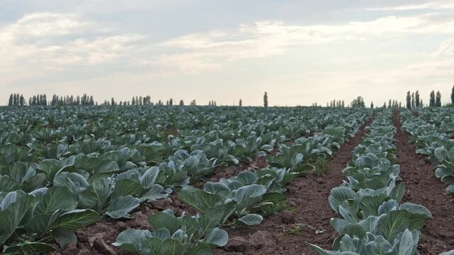 The camera shows a large field of cabbage plants growing in neat rows in the countryside. The sky is mostly cloudy, and the day is in the afternoon