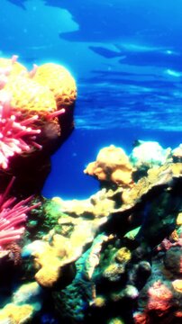 Bright coral with different colors fills the underwater scene. Fish swim around the vibrant coral structures. Clear blue water surrounds the area, showing sunlight filtering through.