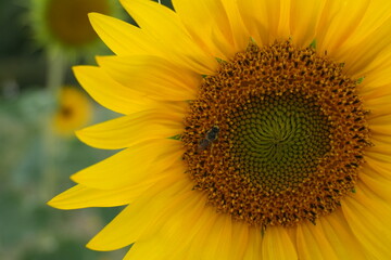 Naklejka premium Close up of sunflower with insect and copy space on blurred background
