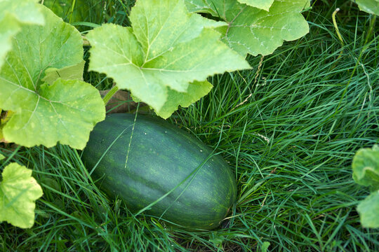An oblong green pumpkin fruit in a pumpkin patch at a summer cottage.