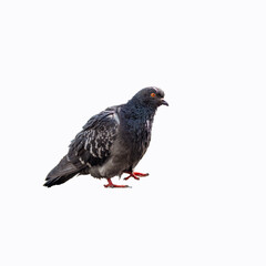 Obraz premium Gray pigeon with intricate feather patterns walks on a clean white background, highlighting its unique features and vibrant red feet