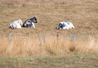 Cows grazing in completely dried-out pasture in the Flemish Ardennes © Werner