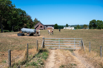 Drought-stricken pasture with grazing cows and water tanker in Parike © Werner