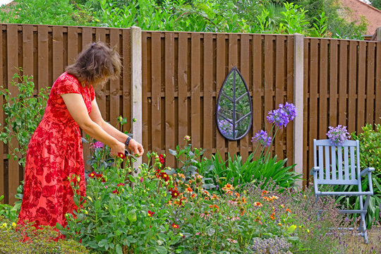 Dead heading dahlias, in August, 2026.