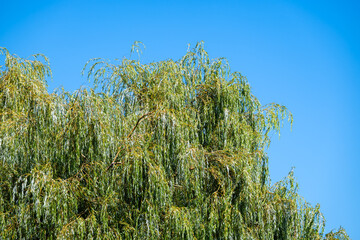 Weeping willow against a blue summer sky in Zarlardinge © Werner
