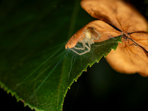 Macro close up of a pale yellow spider resting inside its silky web tucked beneath a dry brown autumn leaf and green foliage