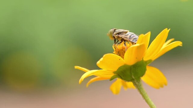 Macro shot of a band-eyed drone fly (Eristalinus taeniops) pollinating a yellow creeping oxeye daisy (Sphagneticola trilobata). Slow motion side angle view.