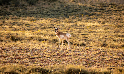 Pronghorn antelope standing in a high desert landscape in Wyoming at sunset © Franz Sidney Art
