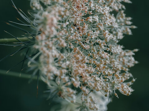 Macro close up of delicate white and brown wild carrot flower umbel inflorescence with fine seeds and green foliage