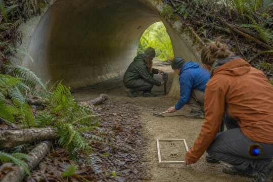 Wildlife Underpass Camera Monitoring by Conservation Researchers with Copy Space