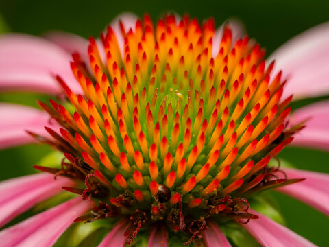 Macro close up of a vibrant pink purple coneflower center showing detailed orange and yellow seed cones and green petals