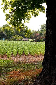 View of a cornfield