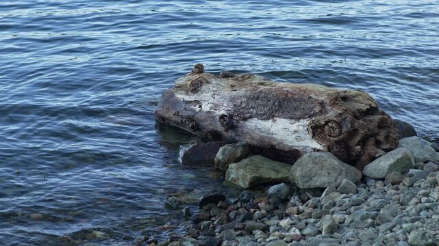 Weathered driftwood rests among shoreline rocks beside rippling mountain lake, while gentle waves move around stones along the natural rocky edge in a peaceful outdoor landscape